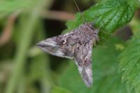 Autographa gamma