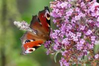 Aglais io
