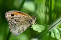 Maniola jurtina