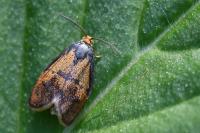 Ptycholoma lecheana