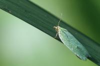 Tortrix viridana