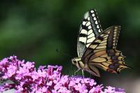 Papilio machaon