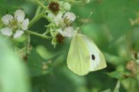 Pieris brassicae