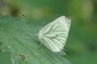 Pieris napi
