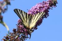 Iphiclides podalirius
