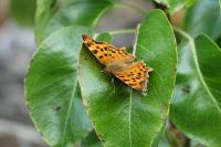 Polygonia c-album