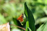 Ochlodes sylvanus