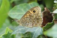 Lasiommata megera