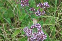 Lysandra bellargus
