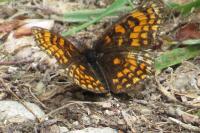 Melitaea athalia