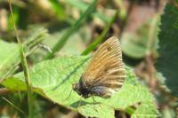 Maniola jurtina