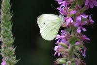 Pieris napi