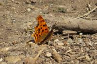 Polygonia c-album
