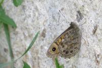 Lasiommata megera