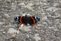 Vanessa atalanta
