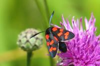 Zygaena transalpina