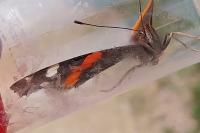 Vanessa atalanta