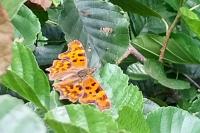 Polygonia c-album