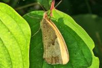 Maniola jurtina