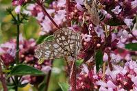Chiasmia clathrata