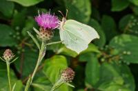 Gonepteryx rhamni