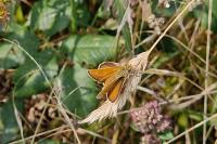 Thymelicus acteon