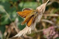 Thymelicus acteon