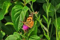 Vanessa cardui