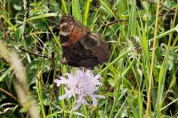 Aglais io