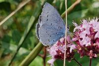 Celastrina argiolus