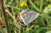 Polyommatus icarus