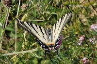 Iphiclides podalirius