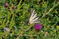 Iphiclides podalirius
