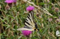 Iphiclides podalirius
