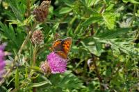 Lycaena phlaeas