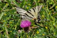 Iphiclides podalirius