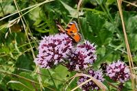 Aglais urticae