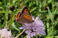 Lycaena phlaeas