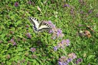 Papilio machaon