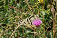 Iphiclides podalirius