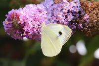 Pieris brassicae