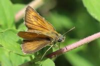 Thymelicus acteon