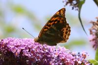 Argynnis paphia