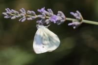 Pieris napi