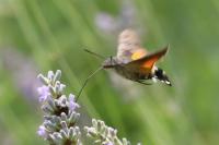 Macroglossum stellatarum