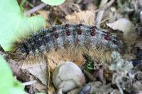Lymantria dispar