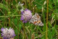 Vanessa cardui