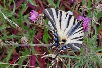 Iphiclides podalirius