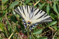 Iphiclides podalirius
