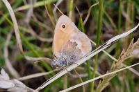 Coenonympha pamphilus